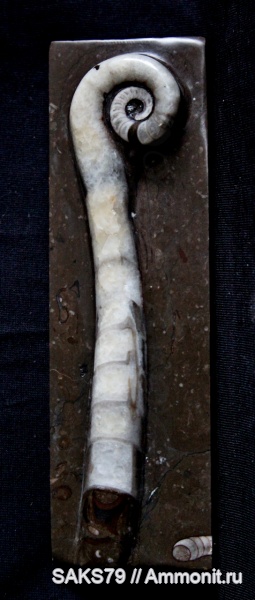 Китай, средний ордовик, Nautiloidea, Tarphycerida, Lituites, Lituitida, tenuiculatus