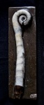 Lituites tenuiculatus