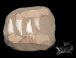 Enchodus (саблезубая сельдь)