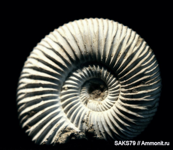 аммониты, Мадагаскар, Perisphinctes