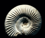 Аммонит Perisphinctes sp.