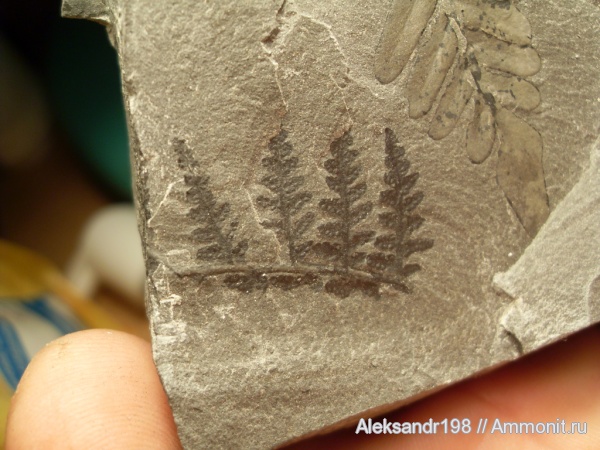Neuropteris