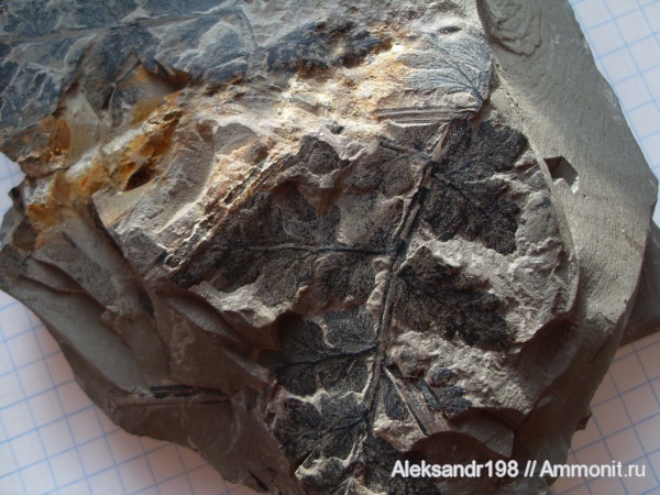Mariopteris