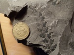 Sphenopteris