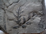 Alethopteris