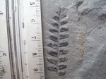 Neuropteris