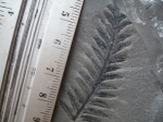 Alethopteris