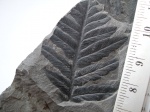 Mariopteris