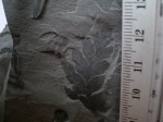 Mariopteris
