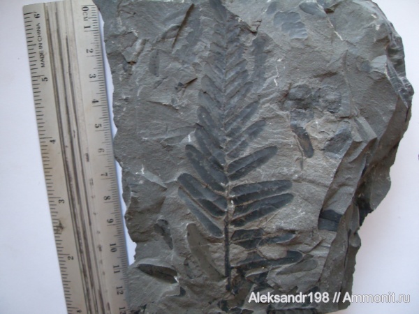 Neuropteris