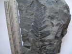 Neuropteris