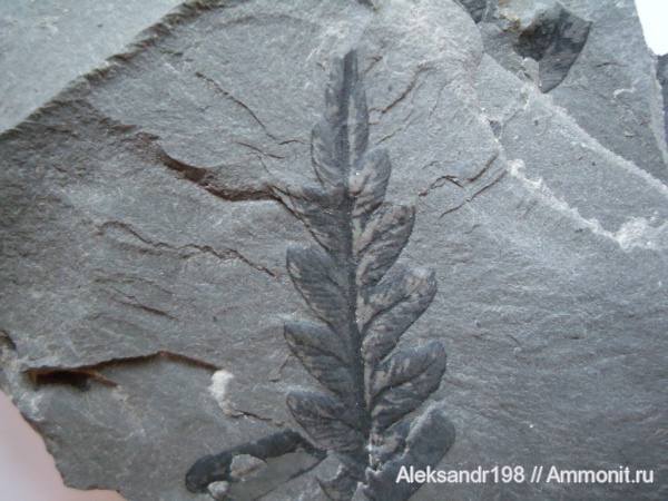 Mariopteris