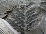 Mariopteris sp