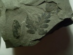 Mariopteris sp