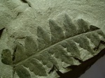 Mariopteris sp