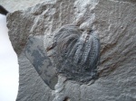 Trigonocarpus