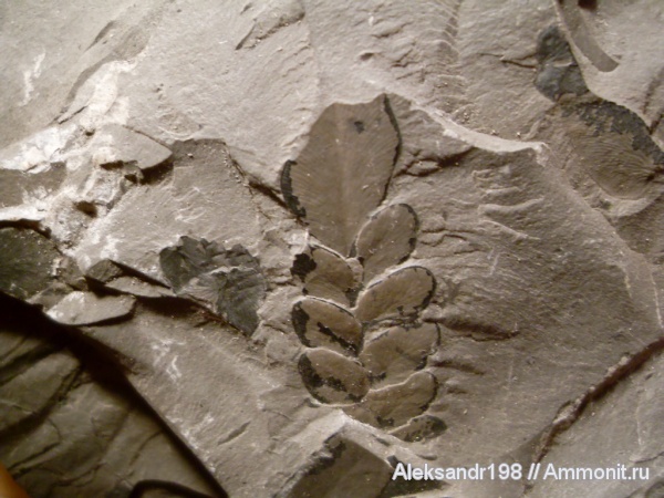 Neuropteris