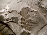 Neuropteris
