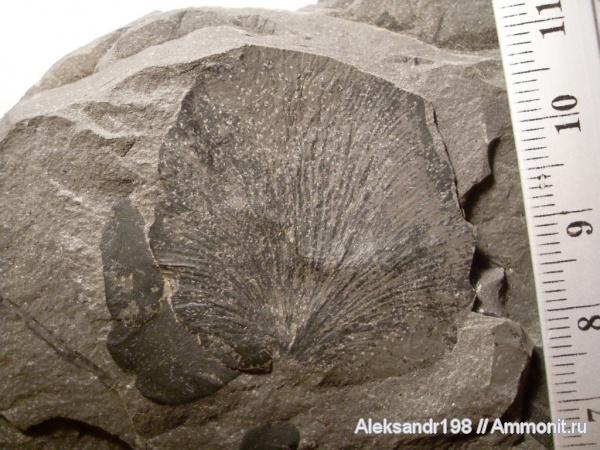 Cyclopteris