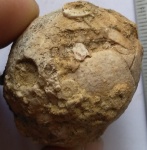 морская лилия