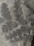 Mariopteris