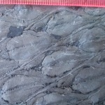 Lepidodendron