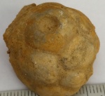 Морская лилия