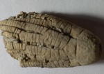 Морская лилия