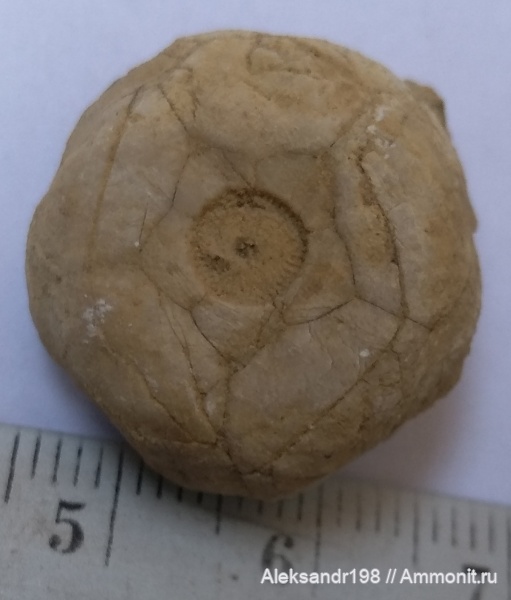 Erisocrinus