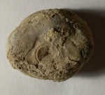 Морская лилия