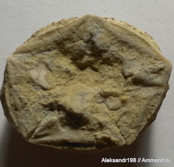 Erisocrinus