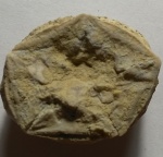Морская лилия