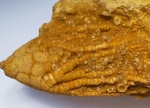 Морская лилия