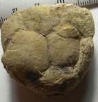 Морская лилия