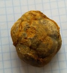 чашечка морской лилии