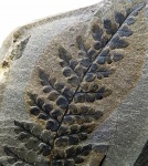 Eusphenopteris