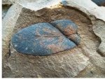 Neuropteris
