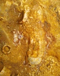Морская лилия