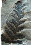 Mariopteris