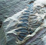 Neuropteris