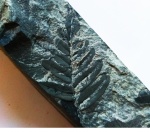 Neuropteris