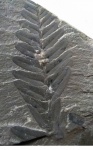 Neuropteris