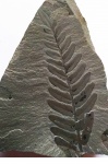 Neuropteris