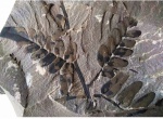 Neuropteris
