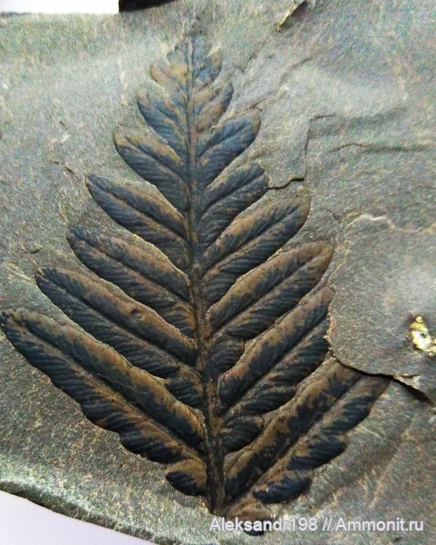 Mariopteris