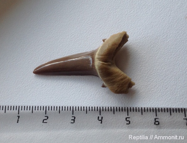зубы, эоцен, Striatolamia, Striatolamia macrota