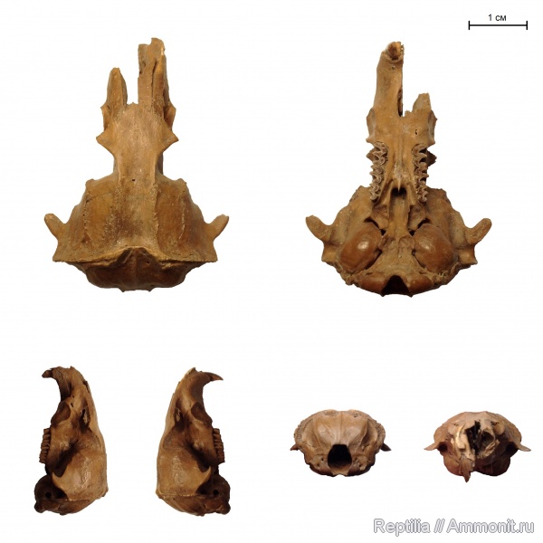 млекопитающие, myospalax, Myospalax psilurus