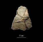 Dicroloma athulia