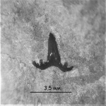 Glikmanius sp.