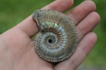 Kosmoceras proniae